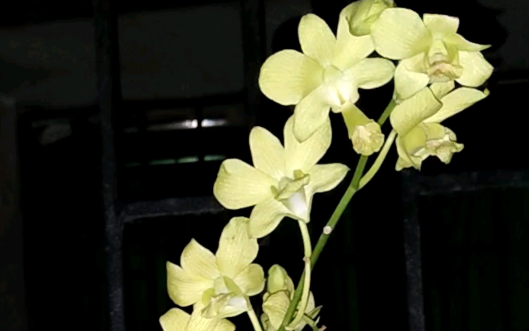 石斛兰74青苹果