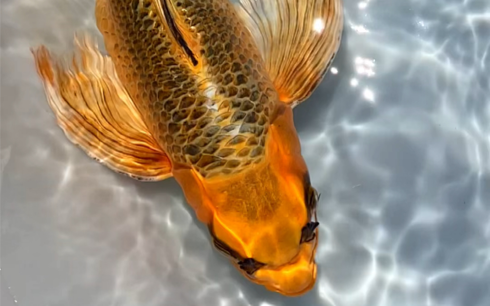 这就是百鱼之王,火凤凰锦鲤!_哔哩哔哩_bilibili