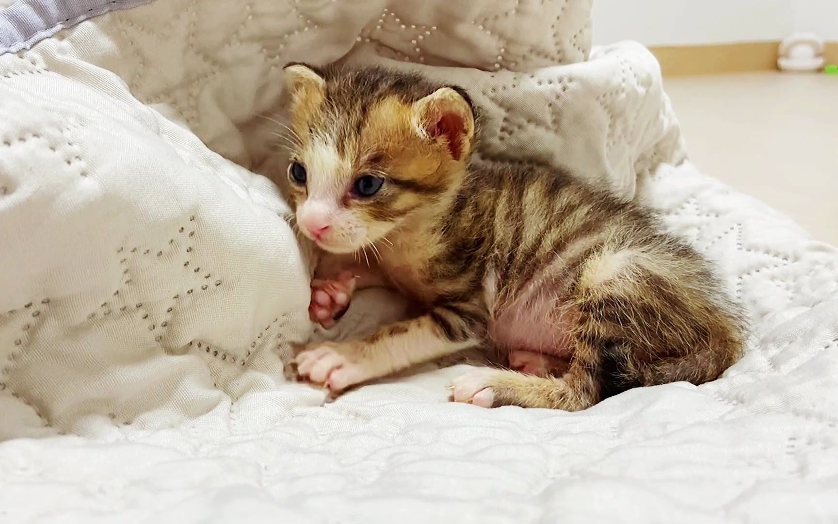 狗狗爱小奶猫