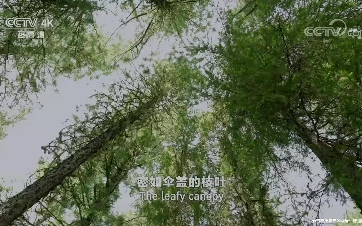 [图]走进阿尔泰山，带你看看什么是泰加林（针叶林）