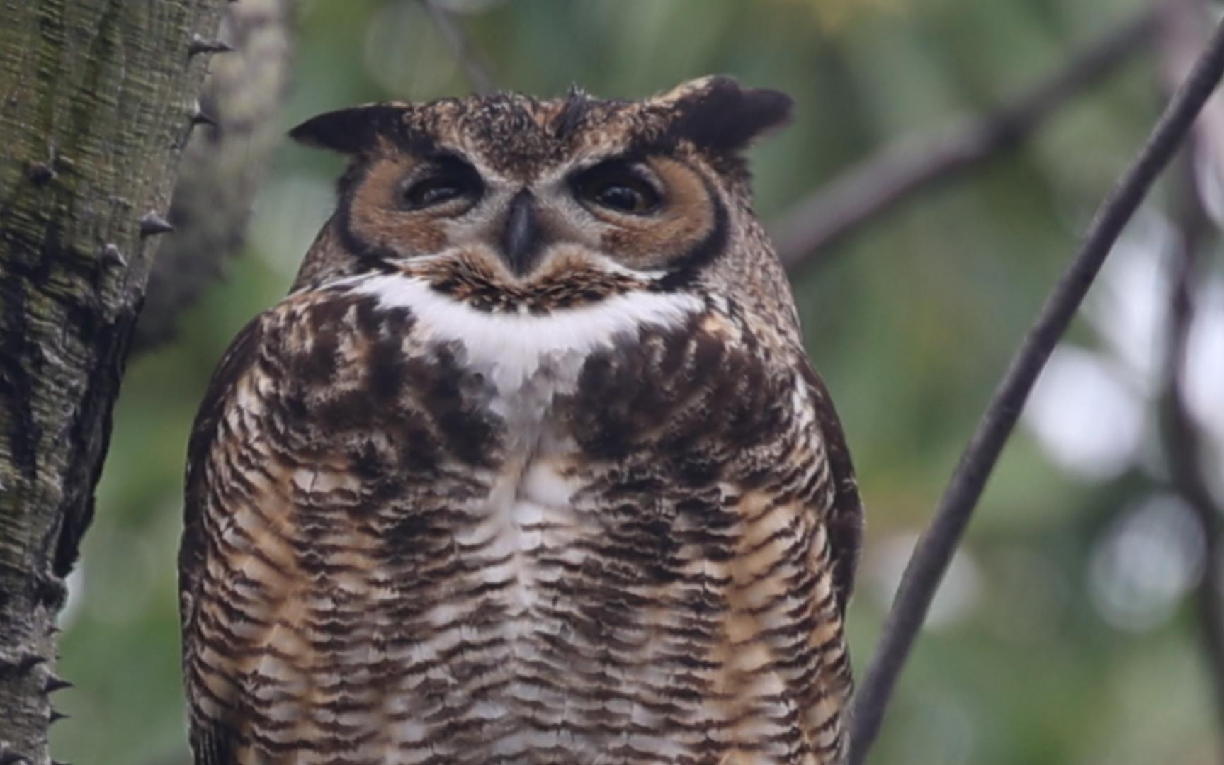 野生猫头鹰爸爸在守望,妈妈在巢穴里护着小宝宝-大角鸮肥咕咕鸮咕咕