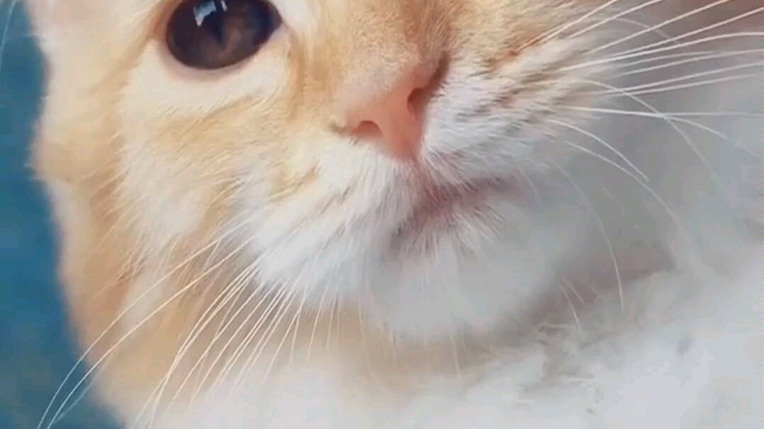 华为mate3o pro自带动态壁纸 太可爱了叭