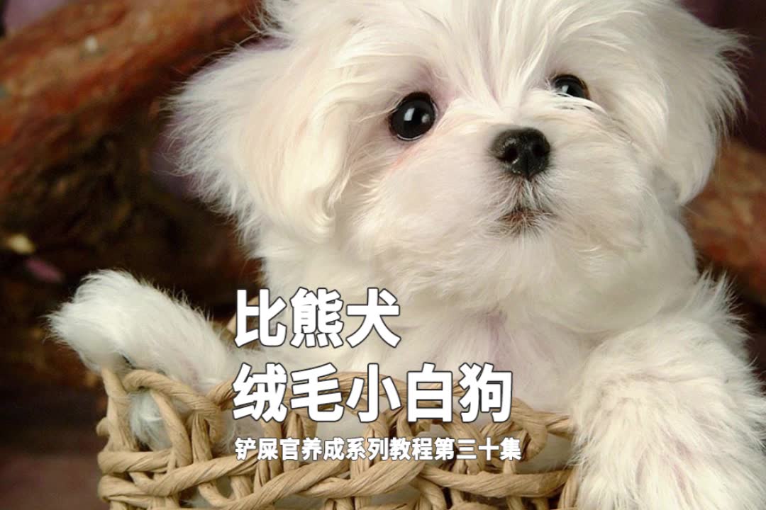 可爱的绒毛小白狗,它的称呼又从何而来呢