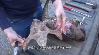 Descargar video: 鳄龟怎么都没想到，它竟然无力反抗七星刀，刀工流畅出神入化