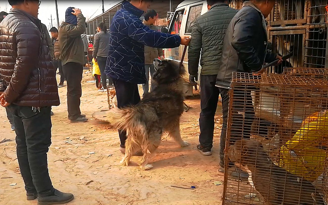 阿拉斯加看到肉狗商,直接给主人磕头,二哈的表现真是醉了哔哩哔哩bilibili