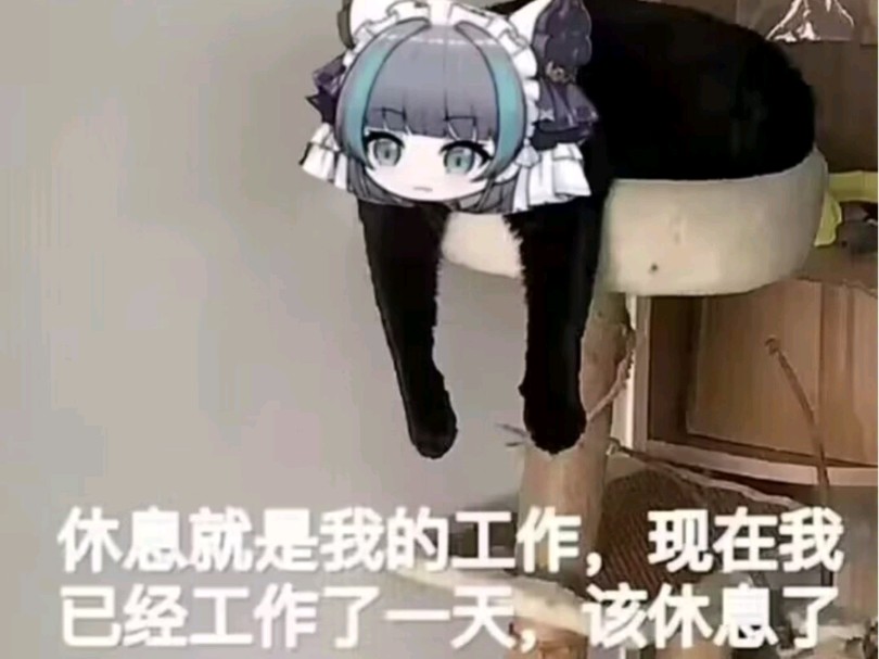 豪猫柴郡表情包合集(3)哔哩哔哩bilibili