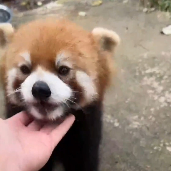 小熊猫 四川成都·都江堰【小熊猫森林公园】2025.10.21直播录屏下午