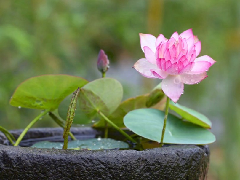 碗莲不开花,基本都是菜藕冒充的,对版的微型荷花莲藕很迷你哔哩哔哩bilibili