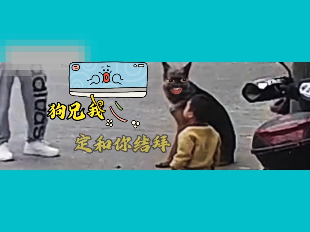 狗狗与小孩的故事|真实版哔哩哔哩bilibili