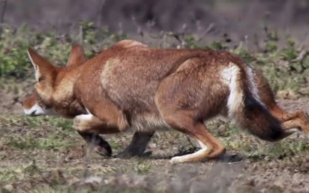 [图]看看狡猾的狐狸怎么捕食猎物的