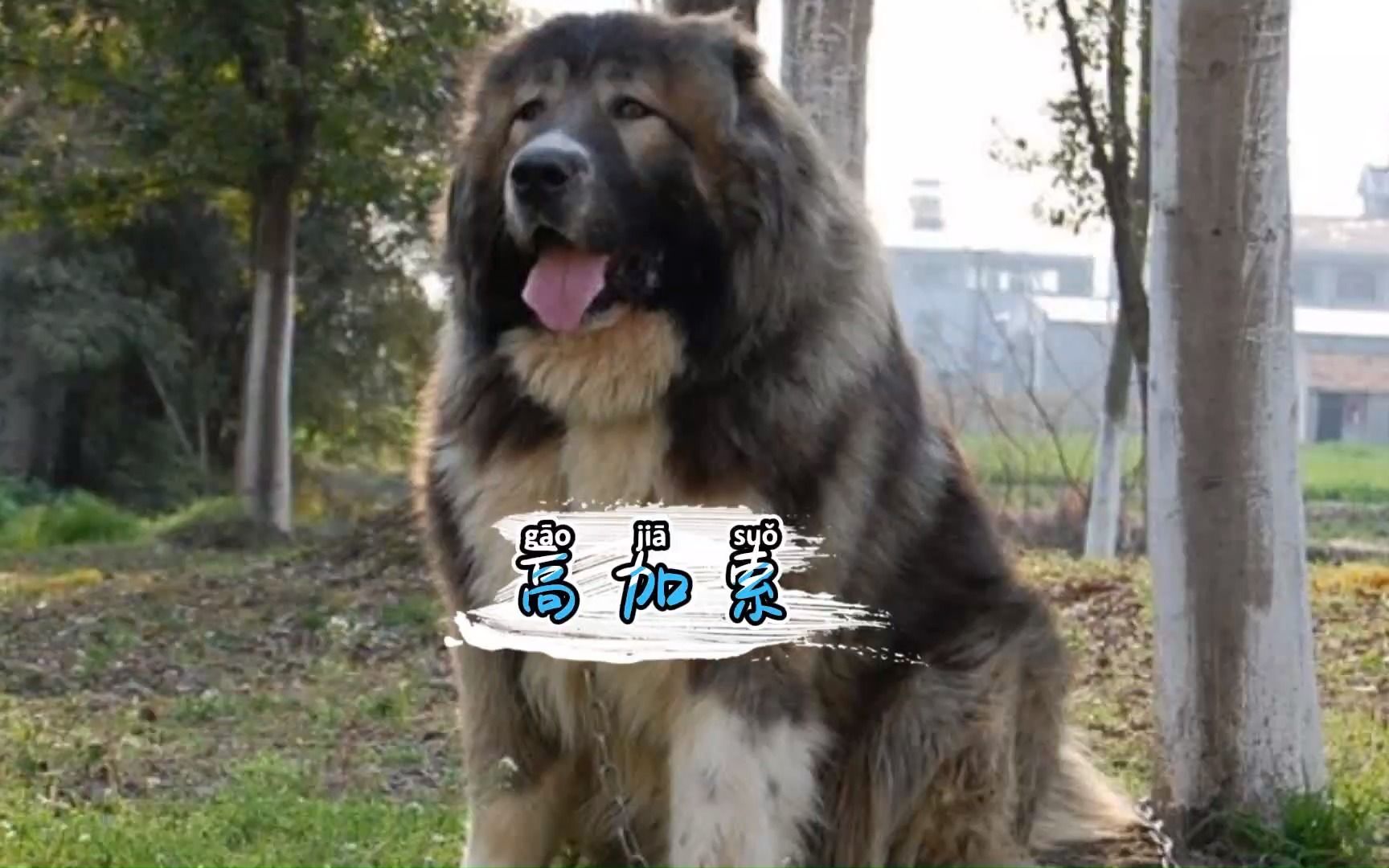 高加索犬不愧是犬中之王,战斗力真的不一般哔哩哔哩bilibili