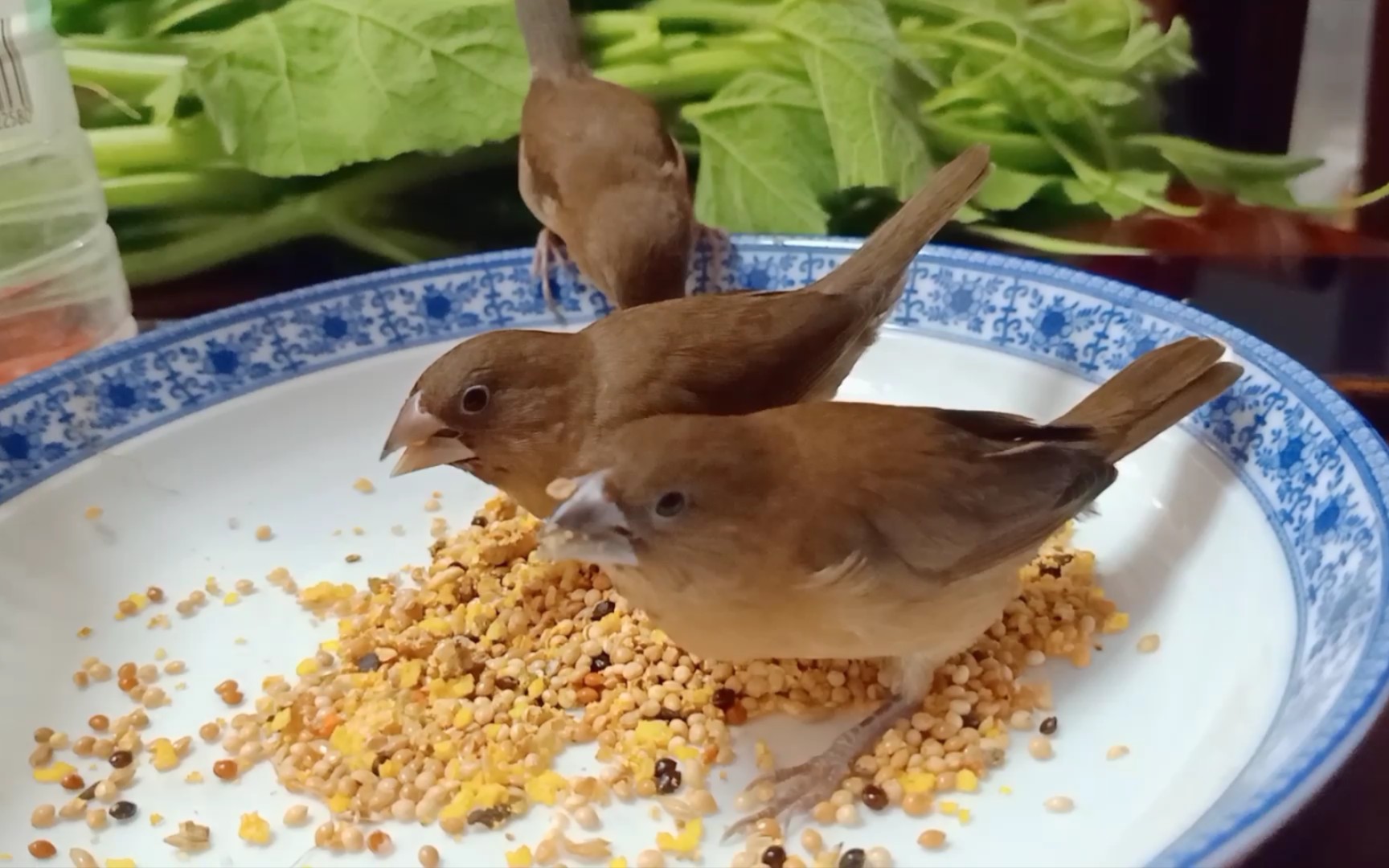 【斑文鸟】进来看小鸟吃谷物零食