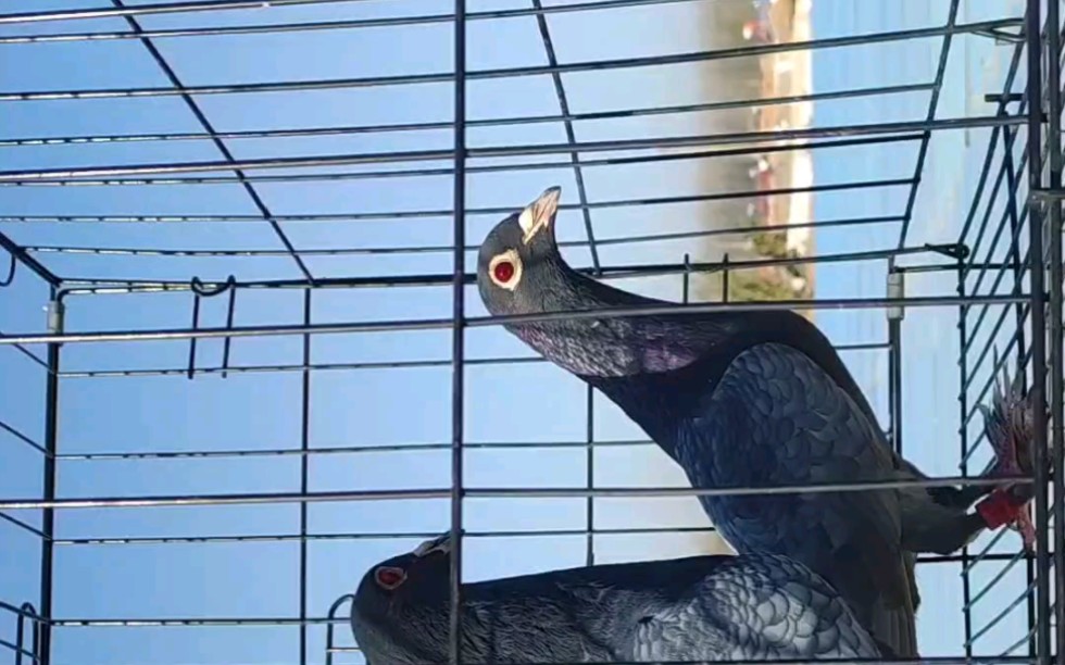 鱼鳞大红砂鸽系