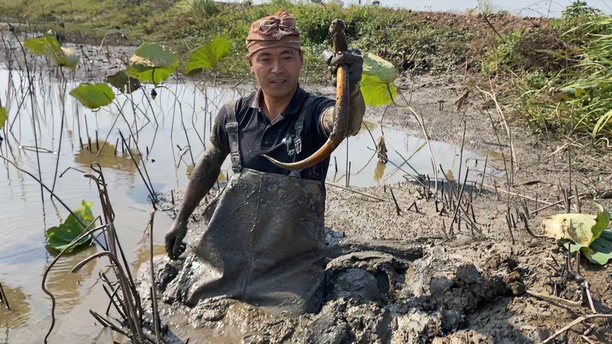 拐哥在埂子上發現鱔魚洞,兩隻手給它一堵,輕鬆拿捏上貨