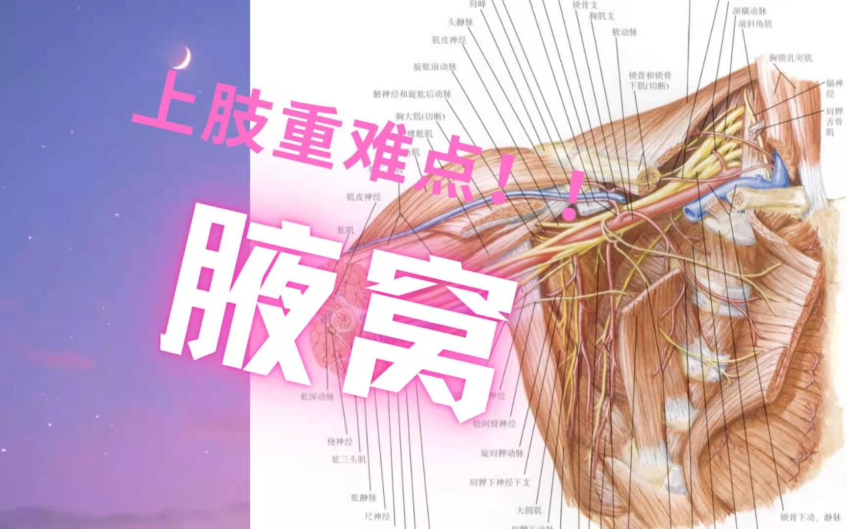 [图]【局部解剖学】上肢之“腋窝”解析