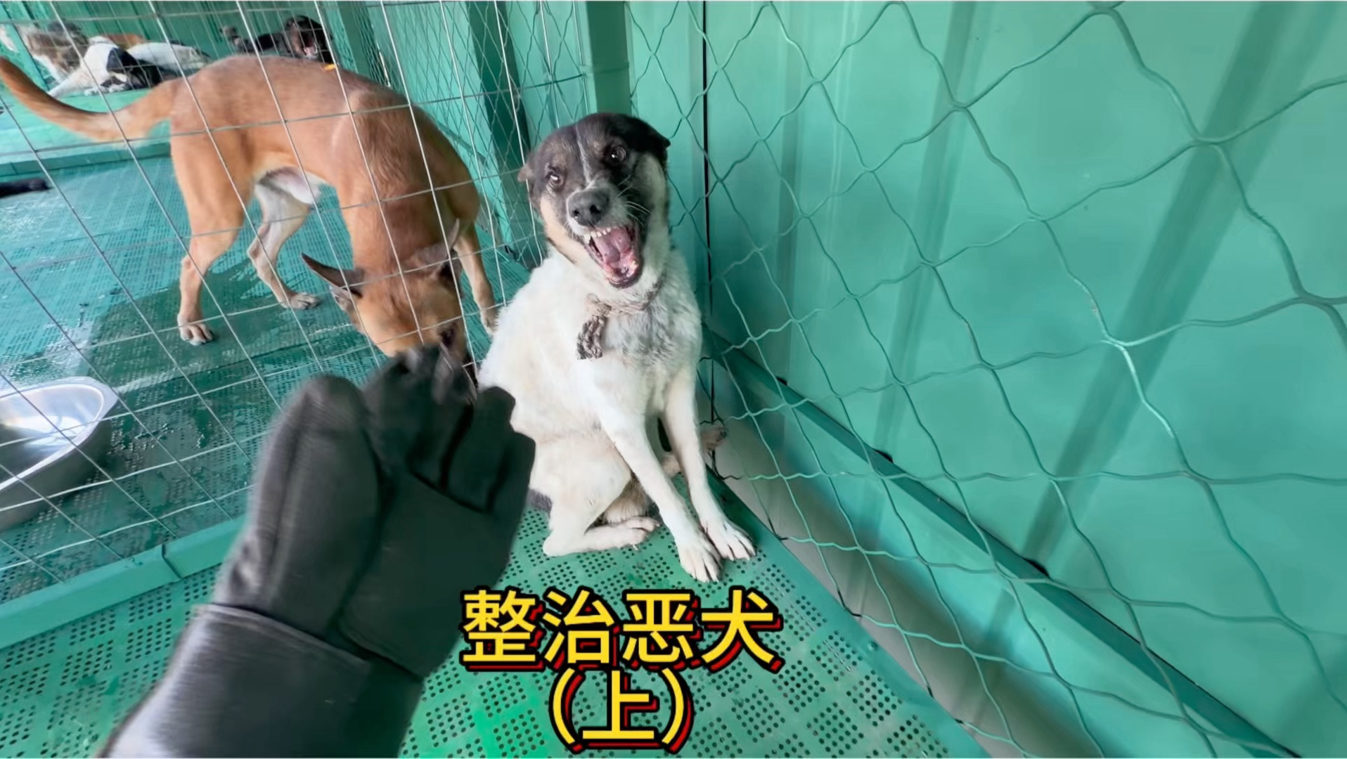 整治恶犬。-于大仙的农村生活-于大仙的农村生活-哔哩哔哩视频