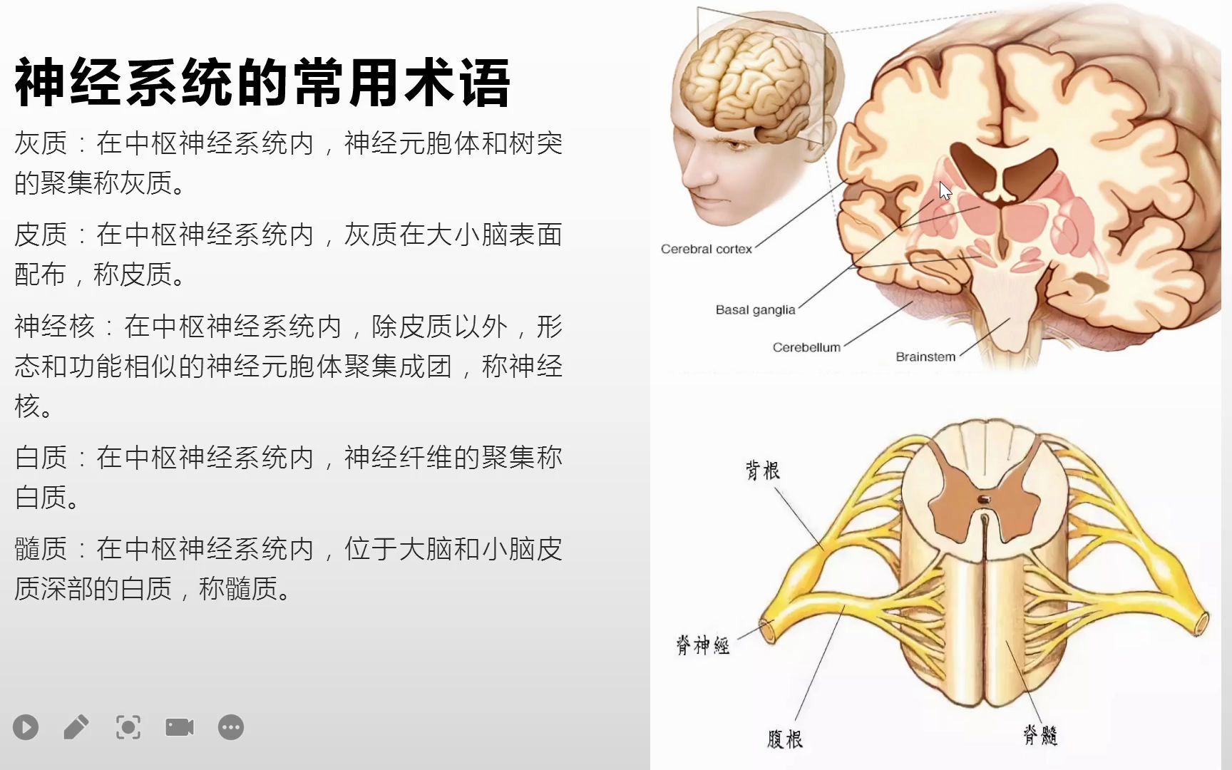 系统解剖学神经系统总论之常用术语和活动方式哔哩哔哩bilibili