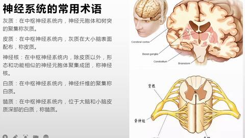 系统解剖学-神经系统总论之常用术语和活动方式_哔哩哔哩_bilibili