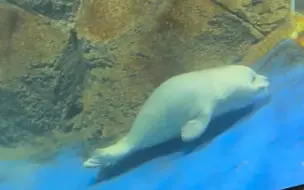 下载视频: 新江之岛水族馆水槽里发生一场母子撞车事故！