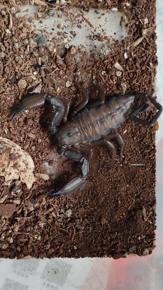 南非巨人扁石蝎