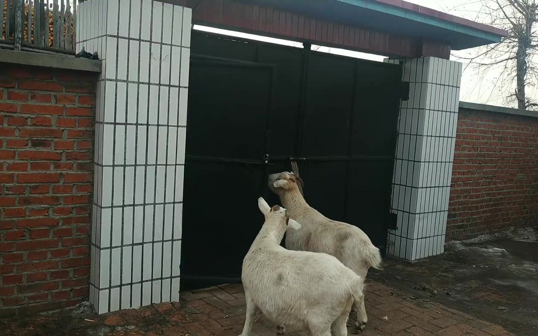 宠物羊最大的乐趣就是在门口静静的等待,主人回来就能有好吃的了哔哩哔哩bilibili