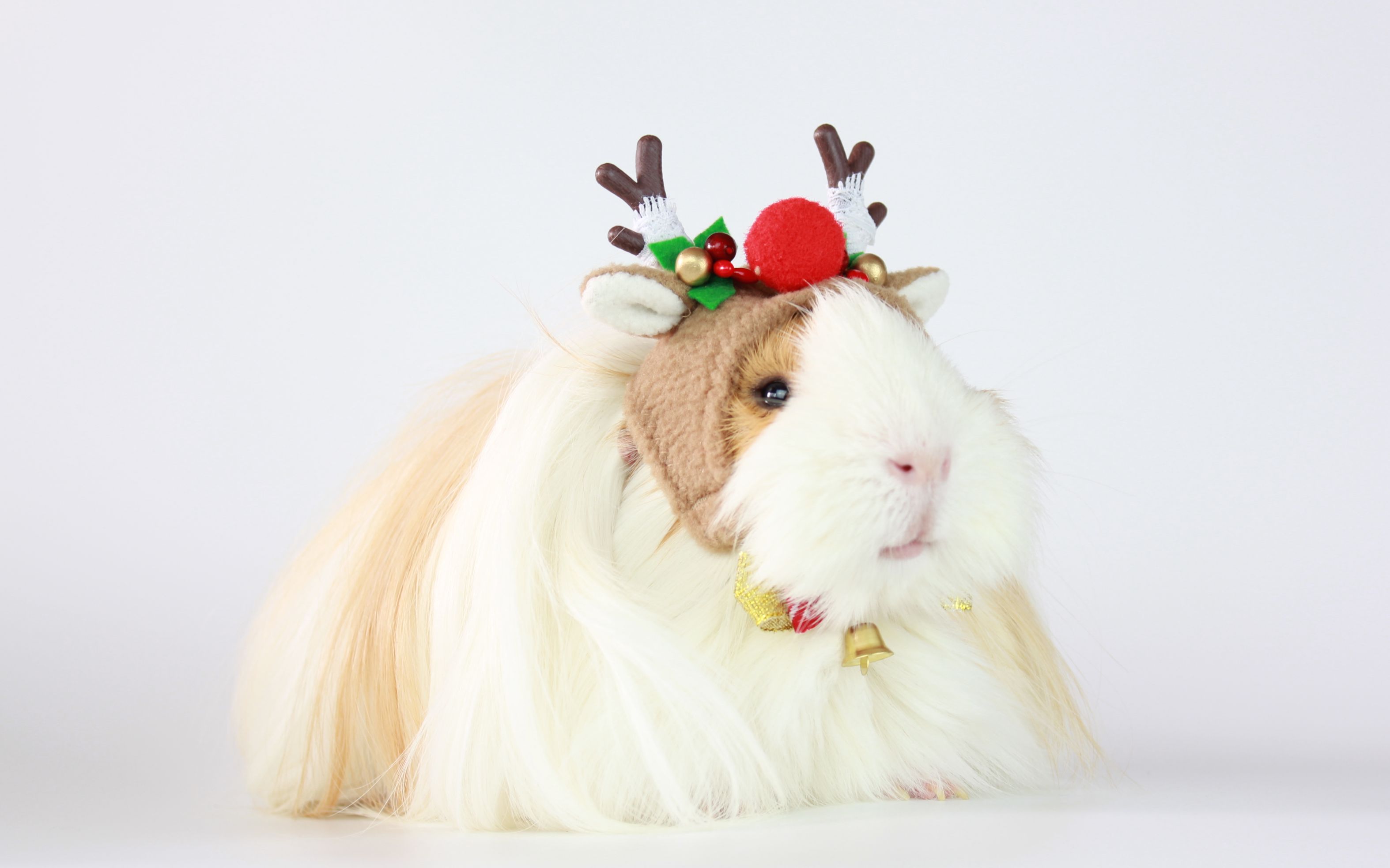 【荷兰猪】 火箭日常-05_哔哩哔哩 (゜-゜)つロ 干杯~-bilibili