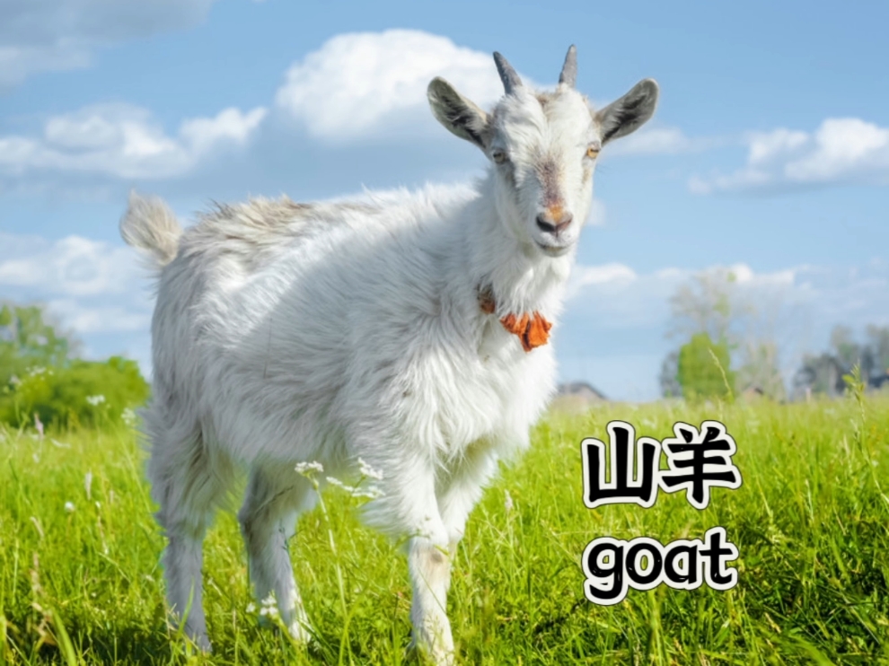 每天一个英文单词—goat