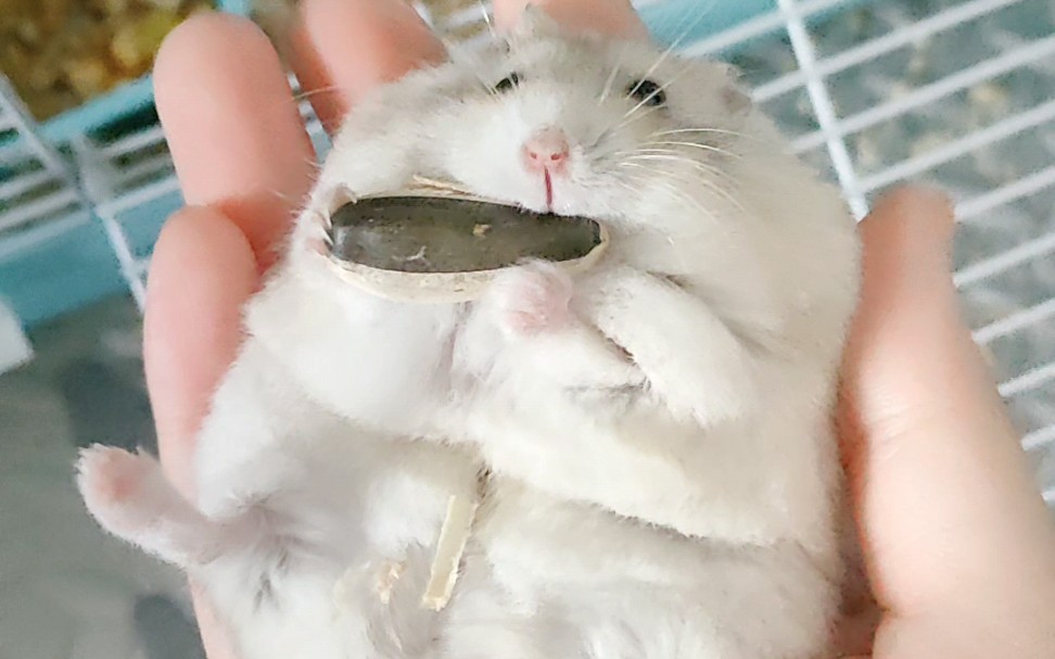 【仓鼠】大瓜子奋力啃