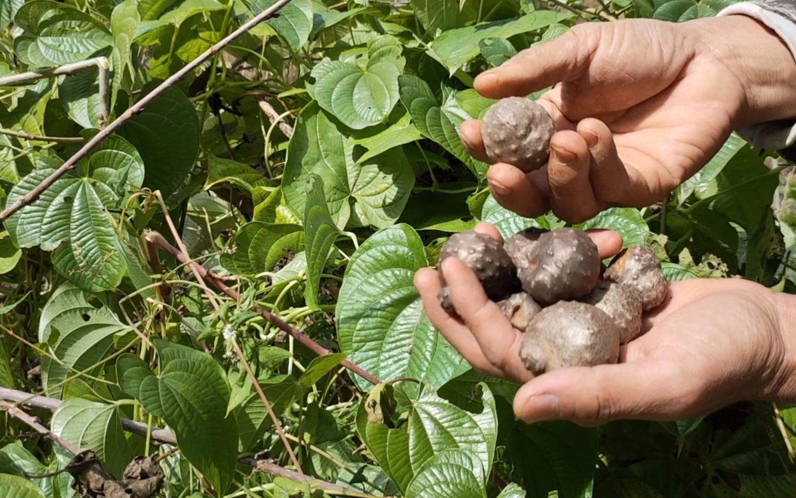 黄独和山药豆的实物图图片