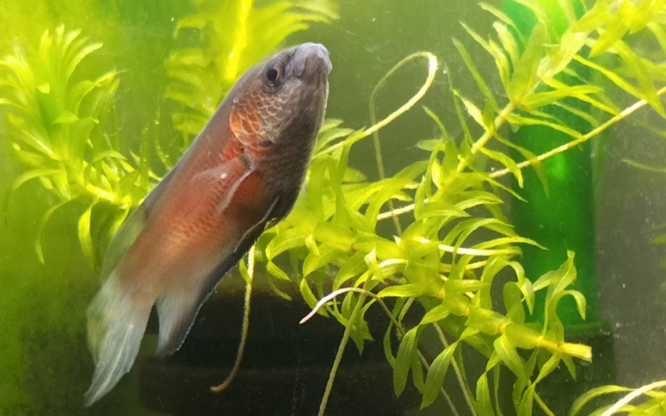 国斗,澳洲蓝火焰斗鱼