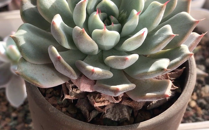 多肉植物 定规座 长相有点像红爪黑爪等以爪形为特征的多肉品种 爪尖