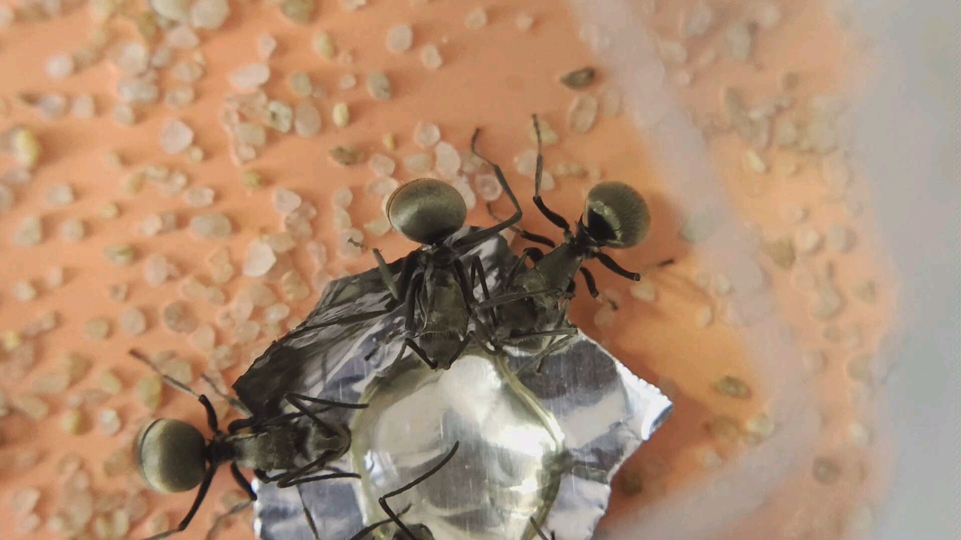 梅氏多刺蚁吸蜜