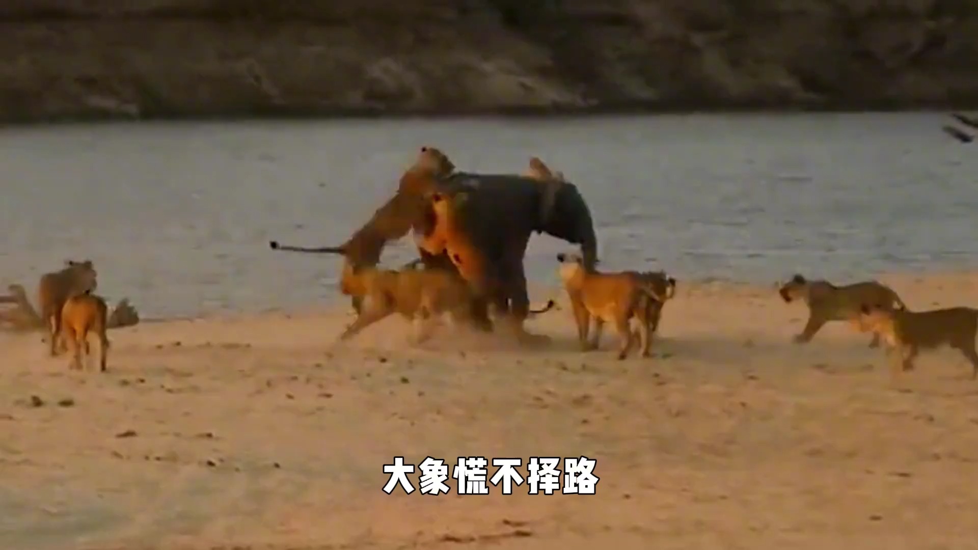 惹怒大象有多严重?当狮子惹错了对手,会付出什么样的代价?