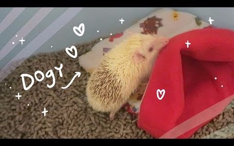 [图]Marzia-Getting a HEDGEHOG.