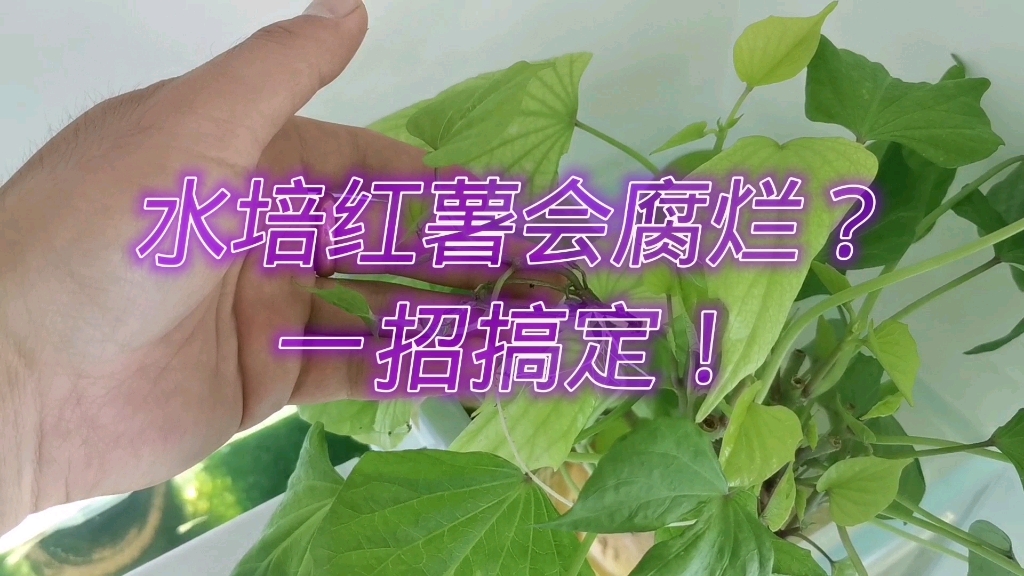 水培红薯会腐烂?一招搞定!哔哩哔哩bilibili