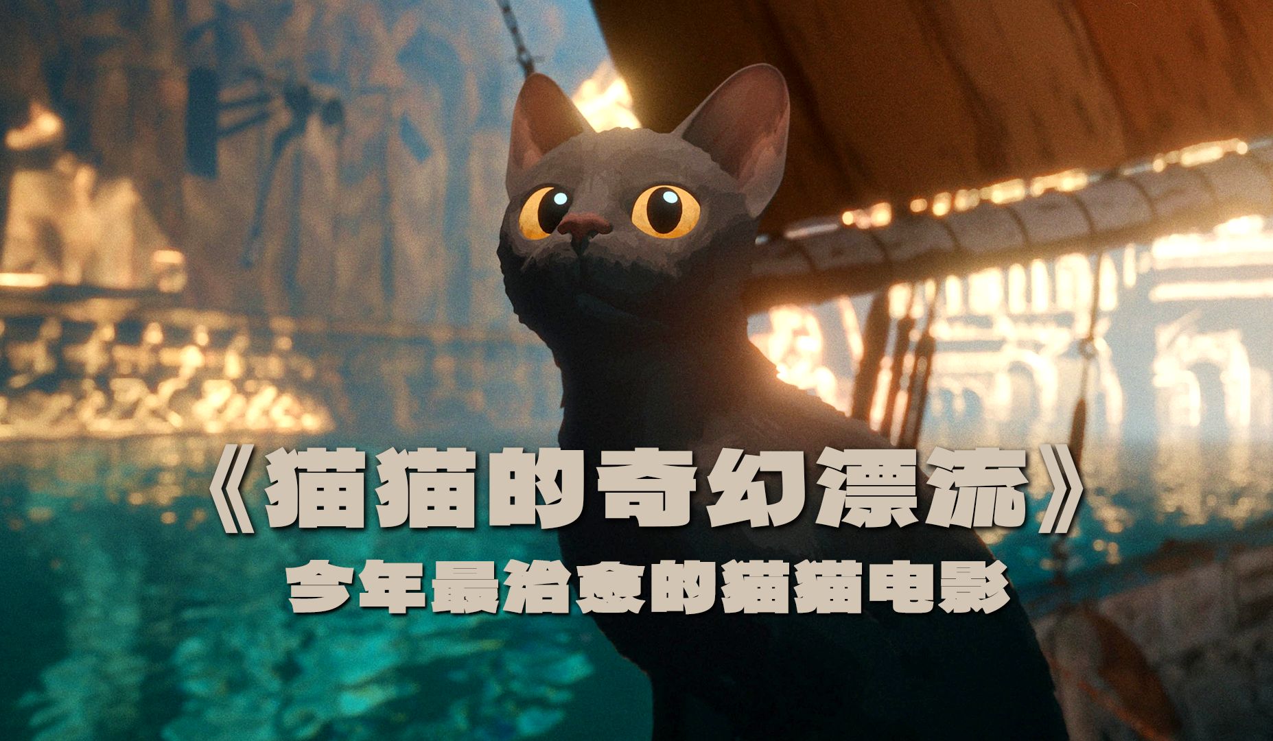 [图]今年最治愈的猫猫影片，这才是猛男应该看的电影