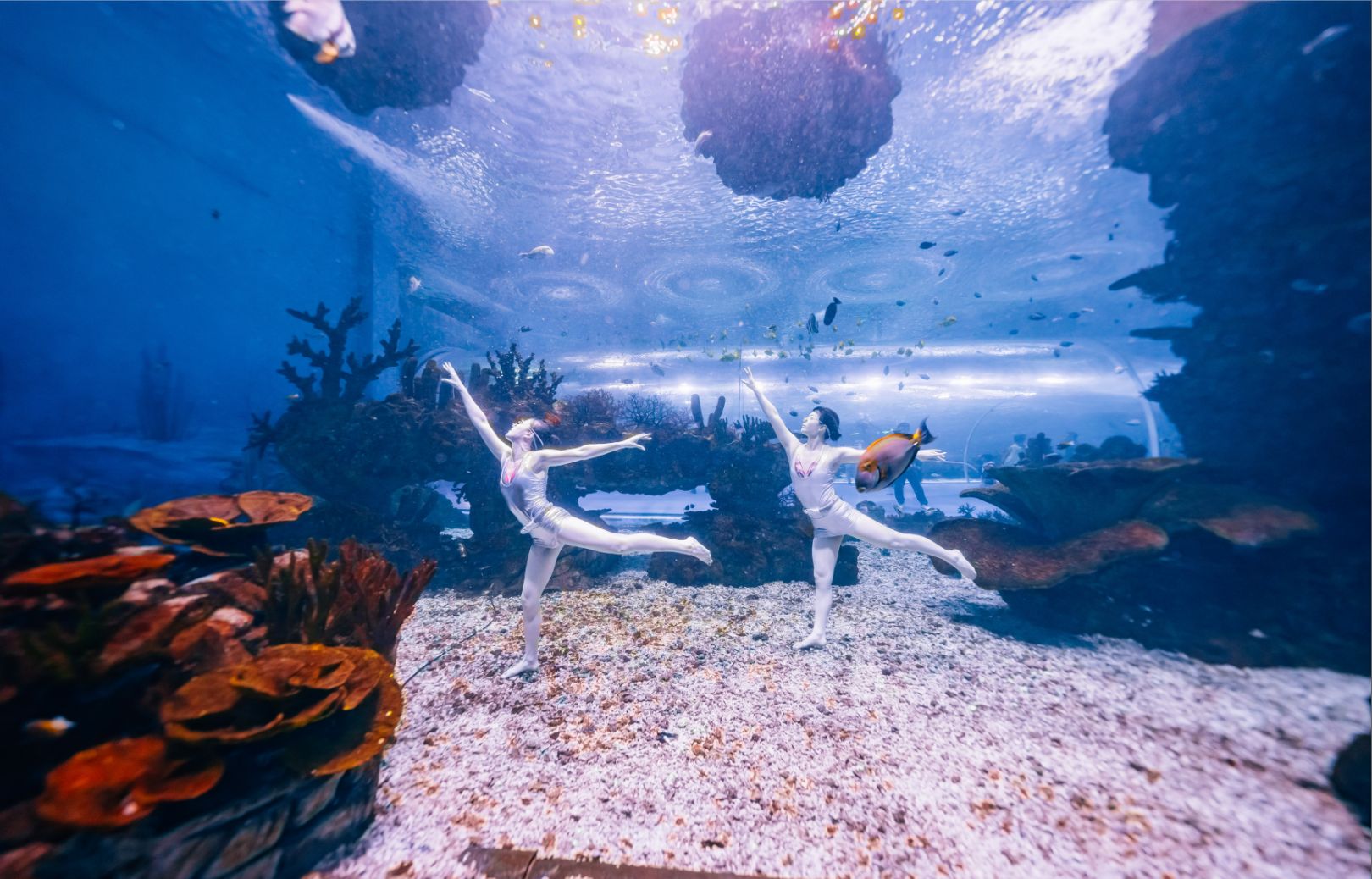 海洋馆水下芭蕾图片