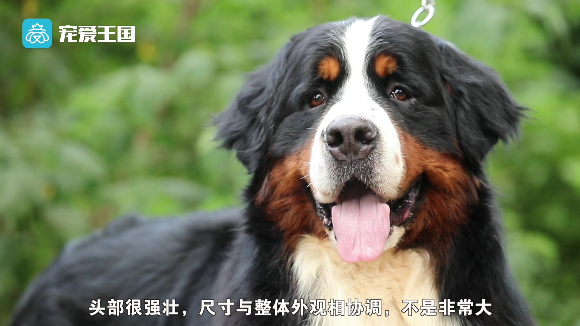 带你了解纯种犬之伯恩山犬