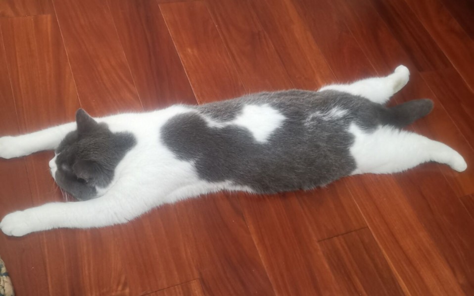 【玉安】怎么会有猫趴成这个样子啊哈哈哈哈哈