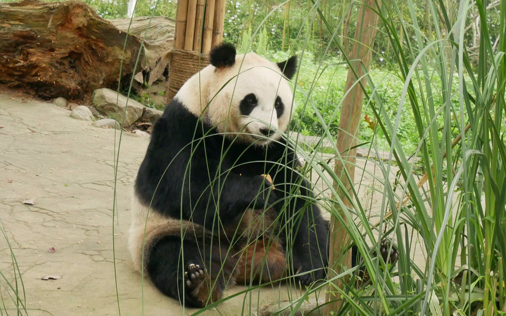 大熊猫乔乔天天守门的胖乔乔出门吃零食了