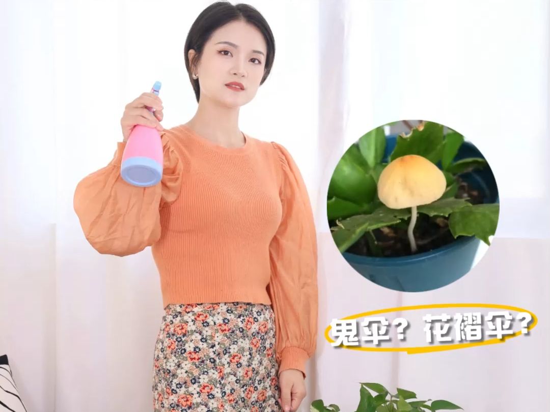 花盆长出蘑菇,家养植物必看!哔哩哔哩bilibili