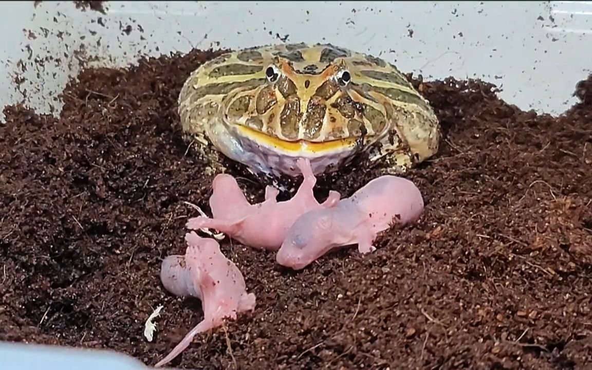 好吃的三吱儿~_哔哩哔哩_bilibili