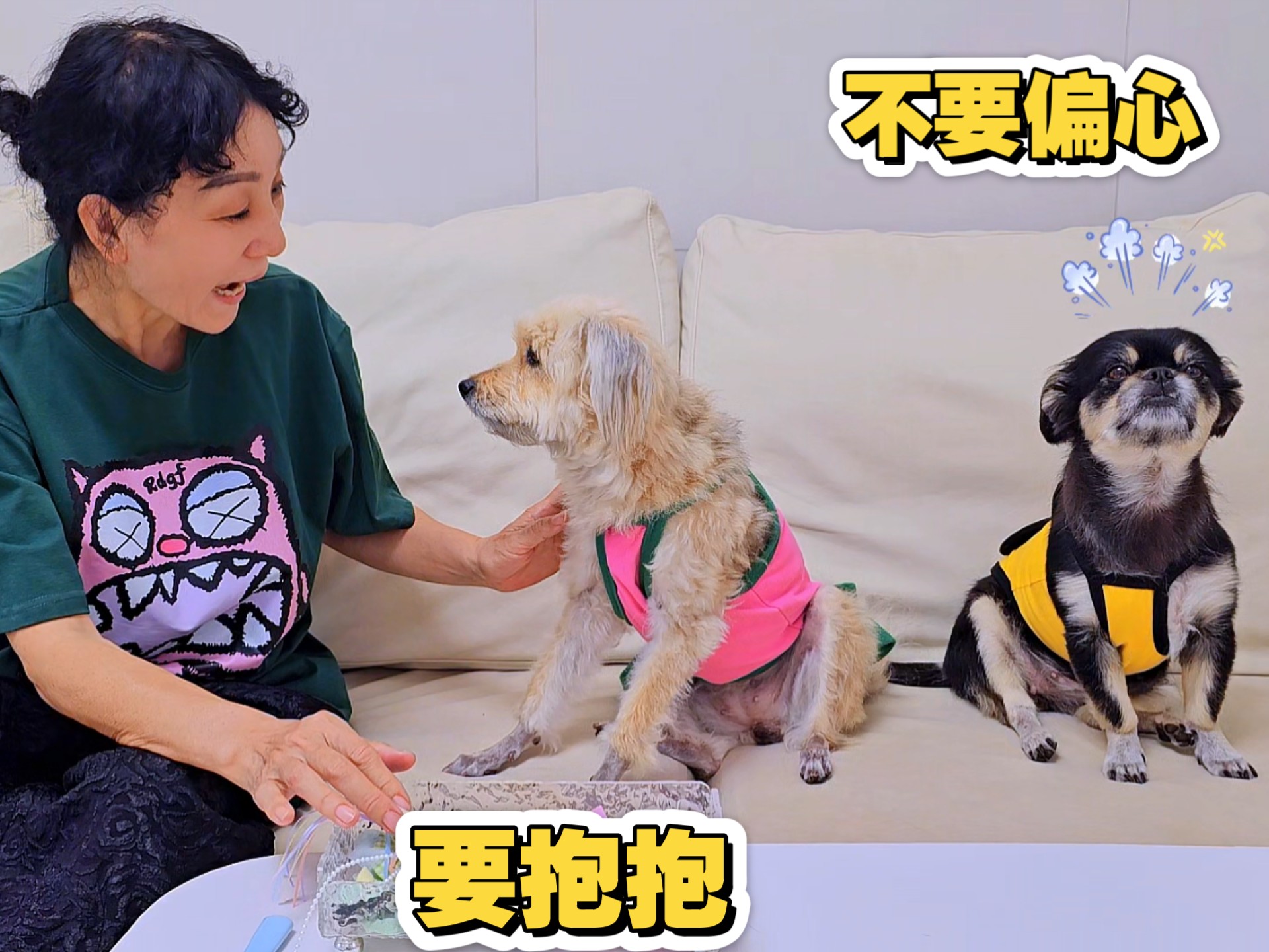 狗狗争宠差点打起来，猫咪急了