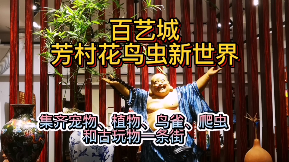 广州百艺城芳村花鸟虫新世界:集齐宠物、植物和古玩物一条街哔哩哔哩bilibili