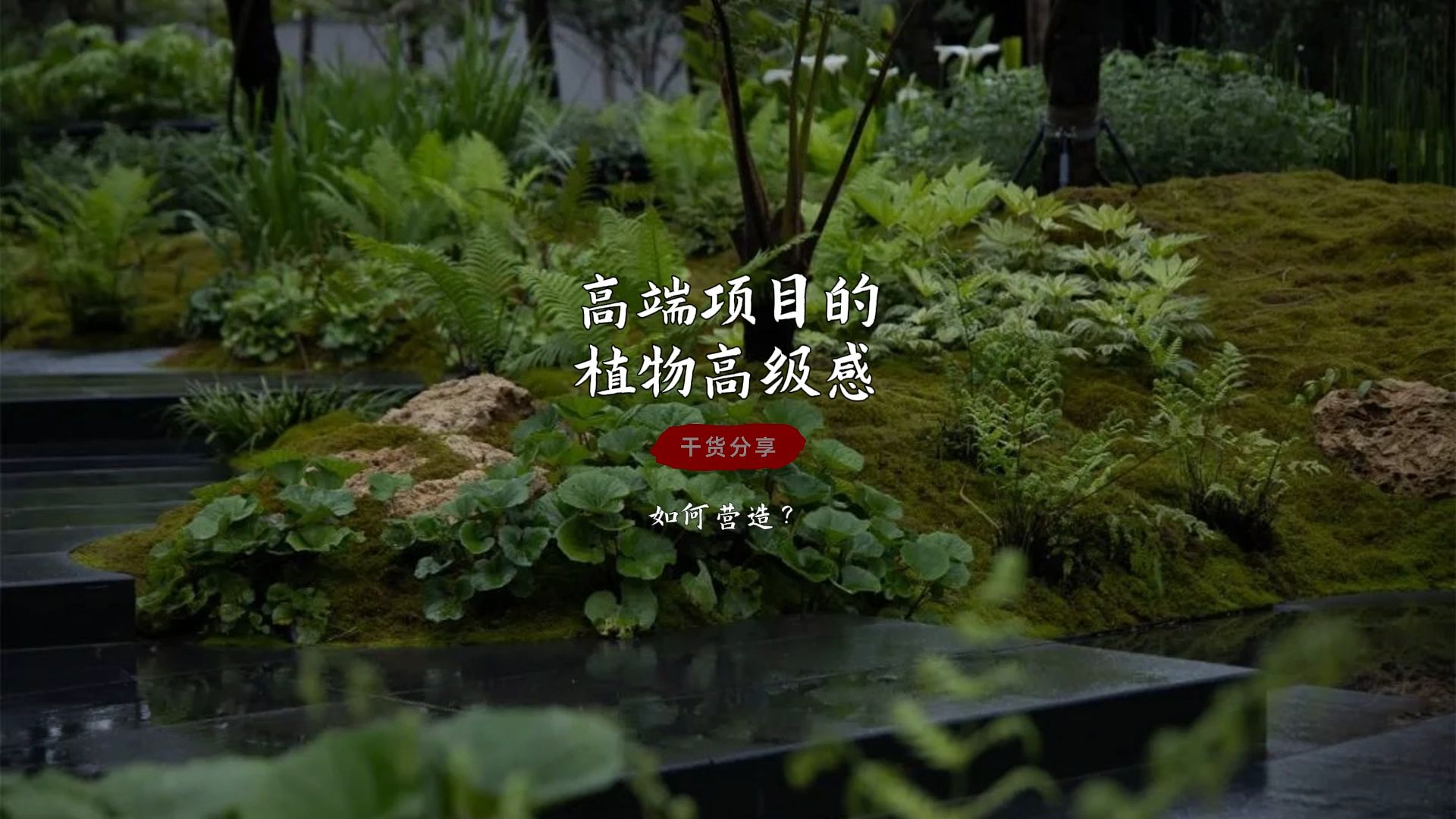 高端项目的植物高级感如何营造?哔哩哔哩bilibili