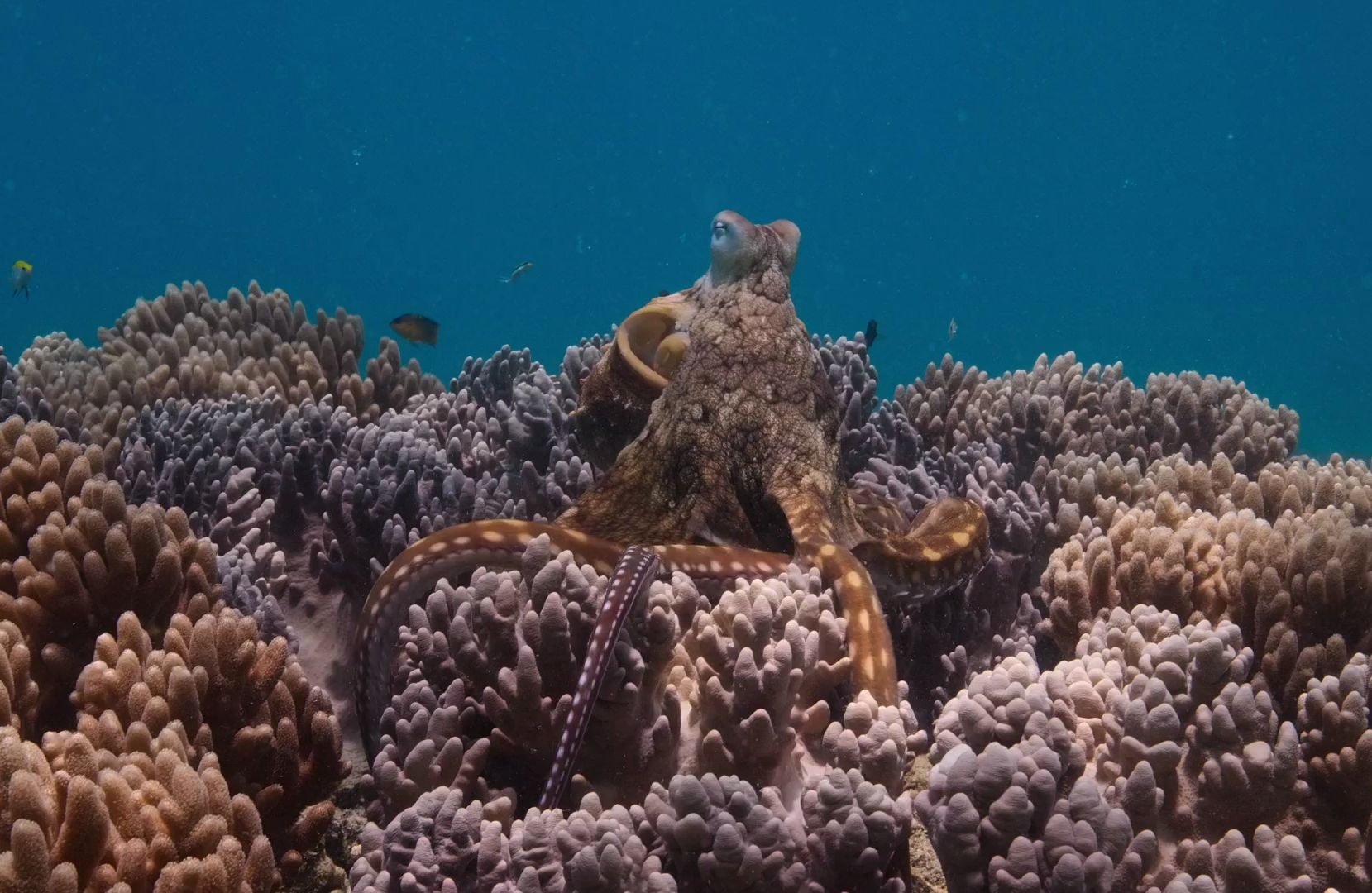 章鱼的秘密s01e01