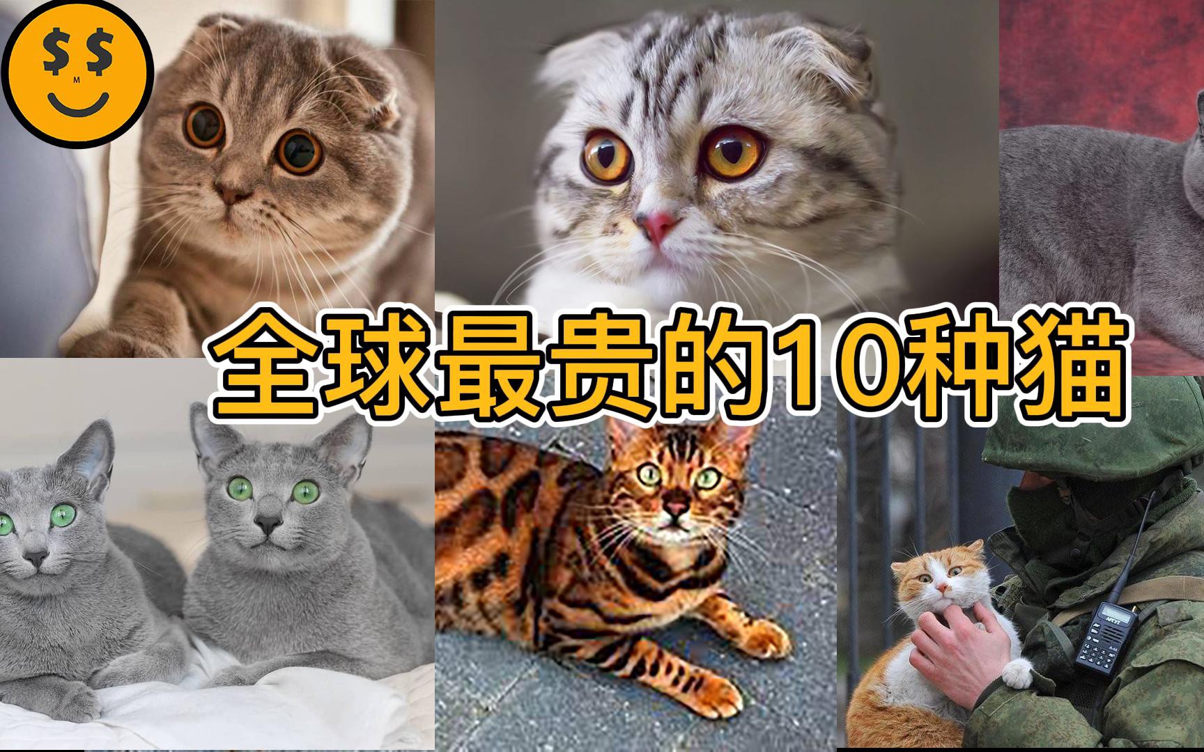 十大最贵名猫图片