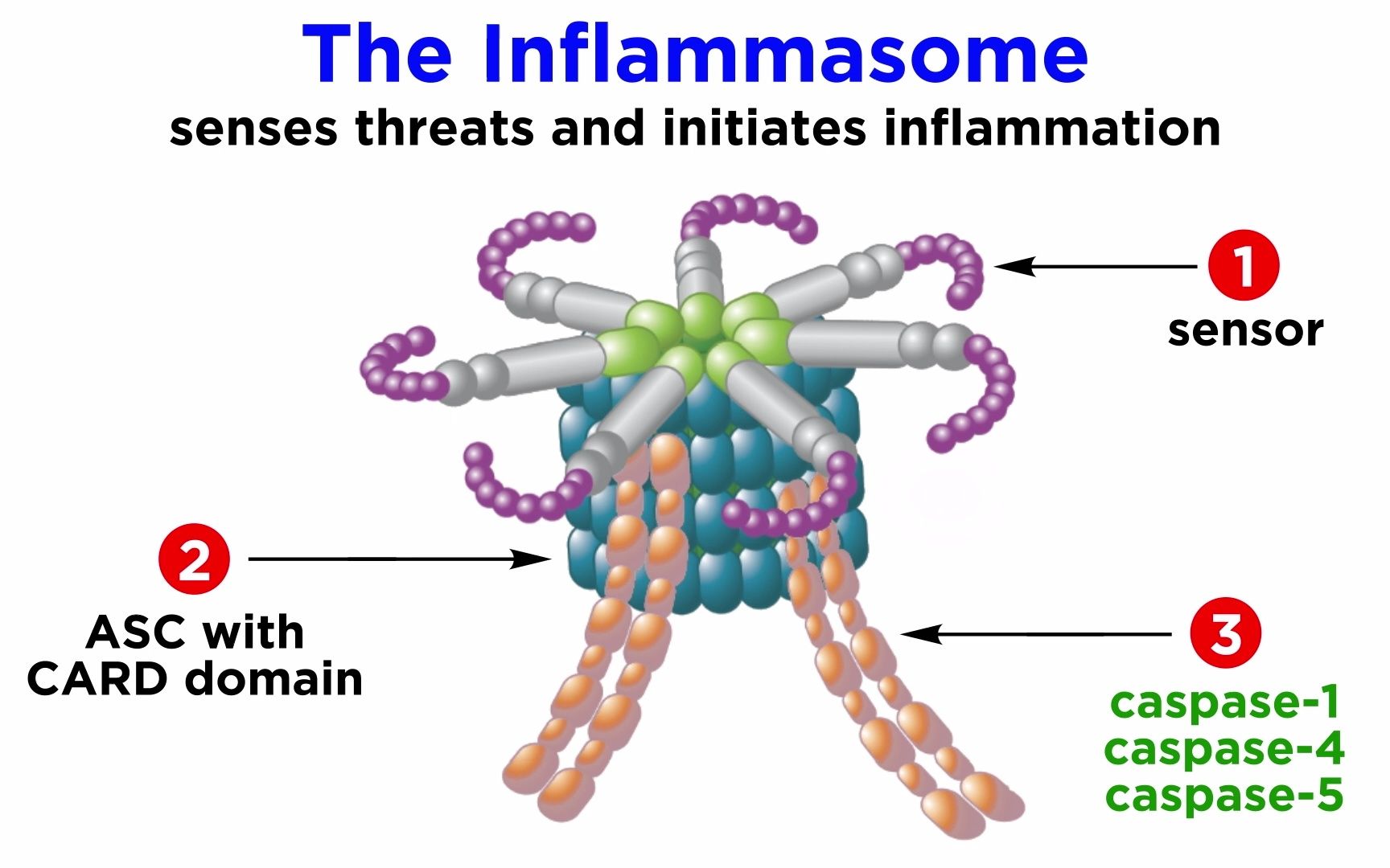 IL1B在炎症小体中的作用介绍The Inflammasome哔哩哔哩bilibili