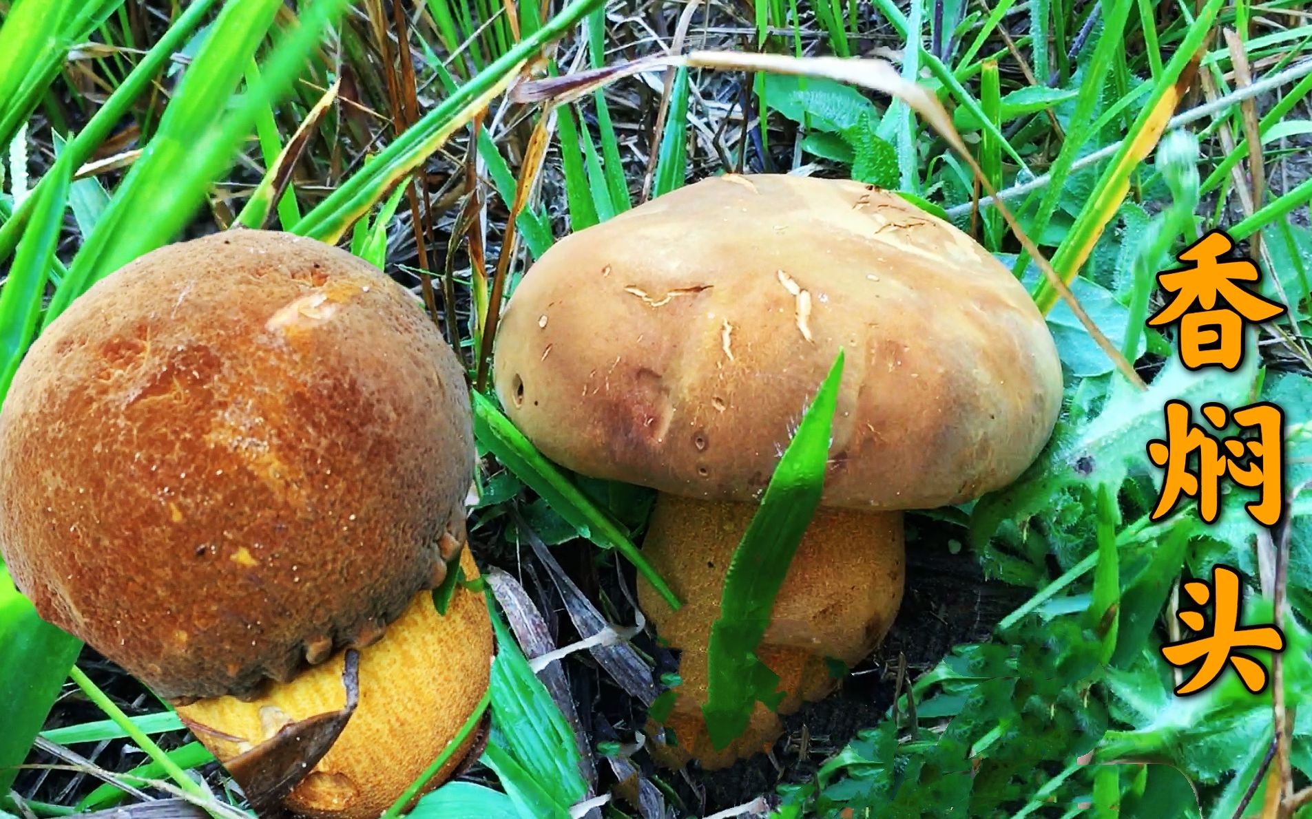 [图]雨后小伙独自进山采蘑菇，各种野生好货一朵接一朵真过瘾，好激动