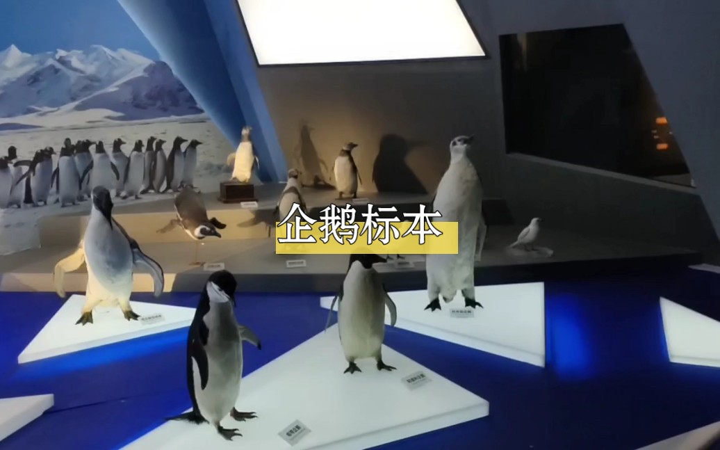 国家海洋博物馆海洋生物哔哩哔哩bilibili